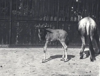 Gnu or Wildebeest and Young at London Zoo, August 1917